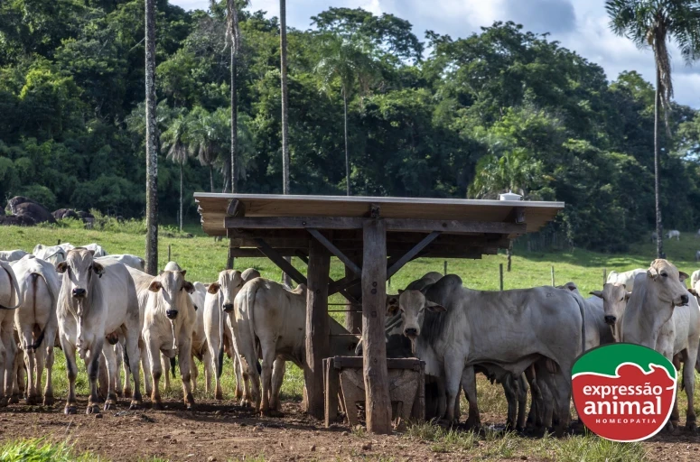 Melhoradores de eficiência alimentar para bovinos: como agregar mais resultado aos seus suplementos