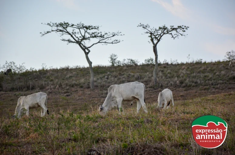 Período de seca e desafios na pecuária: Como melhorar o aproveitamento da matéria seca e evitar prejuízos 