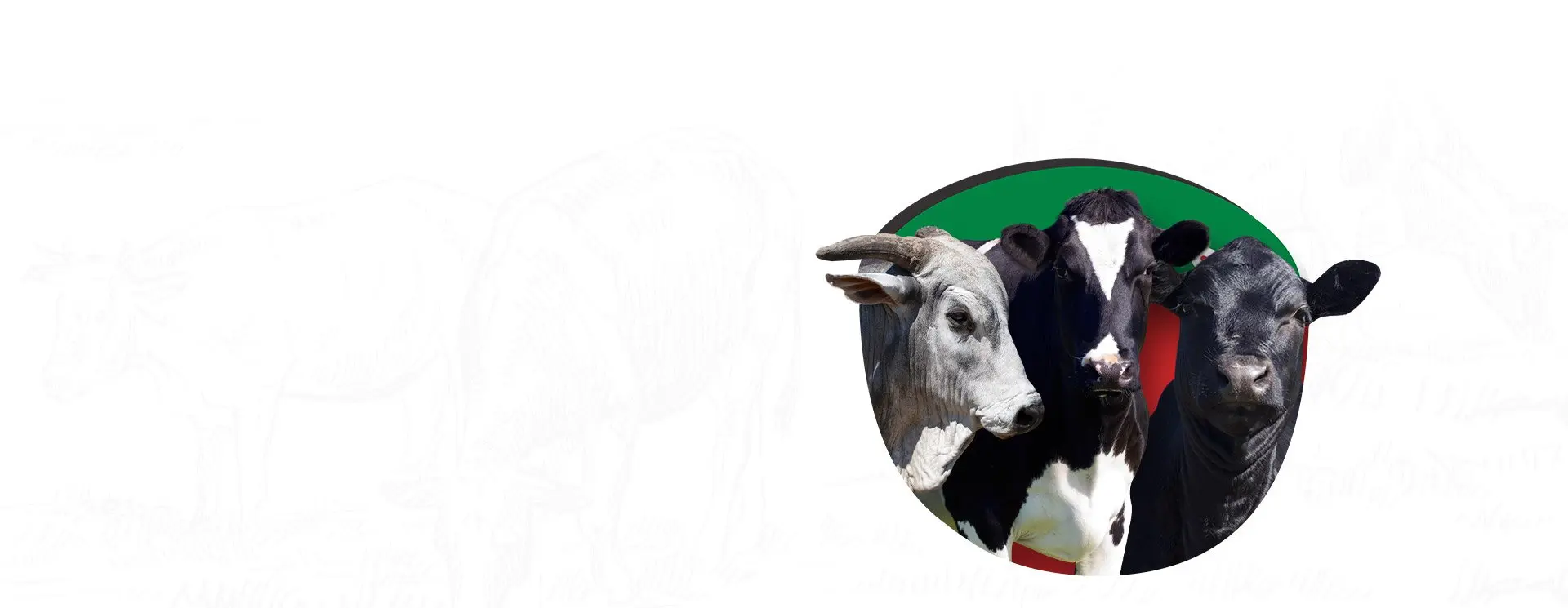Conheça a Expressão Animal Homeopatia