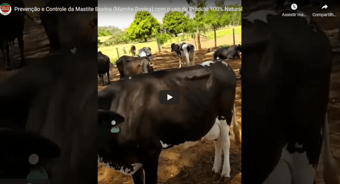 Controle da Mastite com o uso do produto Mamite Plus do Laboratório Expressão Animal