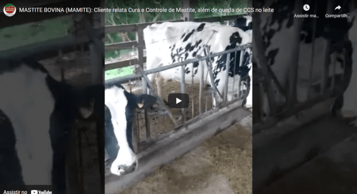 Controle de MAMITE, Redução de Células Somáticas no Leite (CCS) e sem descarte de leite; com o uso de Mamite Plus da Expressão Animal