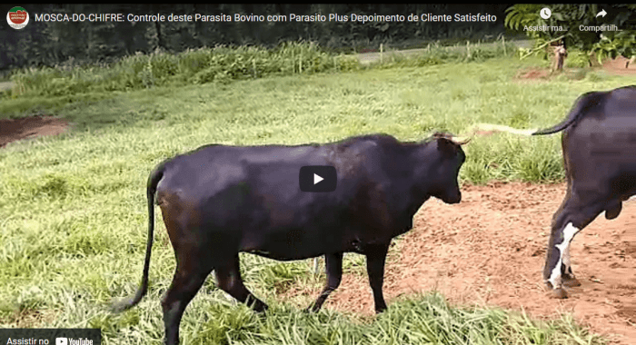 Controle de CARRAPATO BOVINO com Parasito Plus