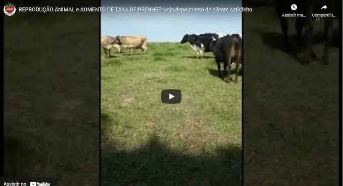 Aumento de TAXA DE PRENHES (REPRODUÇÃO ANIMAL), com o uso de FÉRTIL PLUS e SAÚDE PLUS, produtos da EXPRESSÃO ANIMAL
