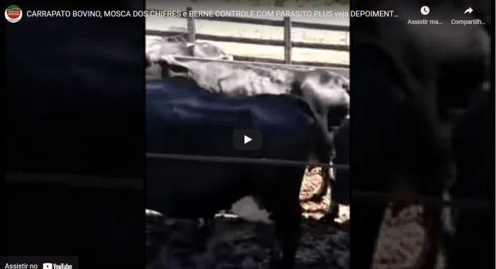 Controle de CARRAPATO BOVINO, MOSCA-DOS-CHIFRES e BERNE com Parasito Plus