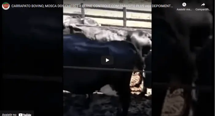 Controle de CARRAPATO BOVINO, MOSCA-DOS-CHIFRES e BERNE com Parasito Plus