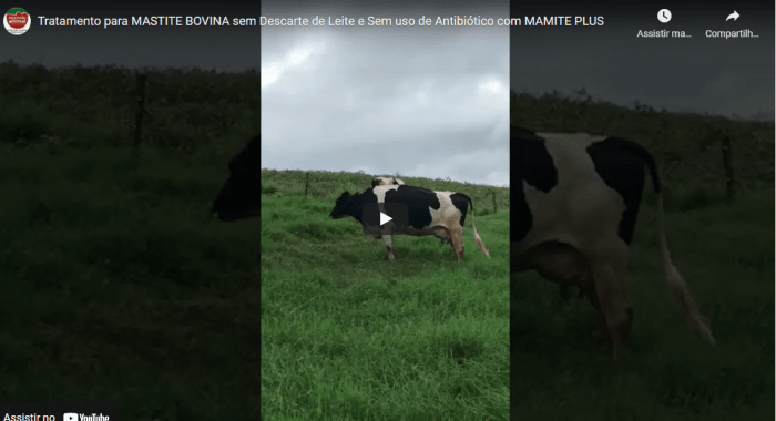 Tratamento de MASTITE BOVINA com o uso do produto MAMITE PLUS da Expressão Animal