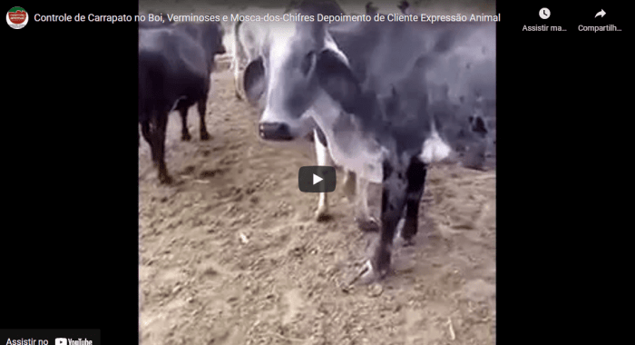 CONTROLE DE CARRAPATO BOVINO e VERMINOSES BOVINAS, com PARASITO PLUS; além de melhora na PRODUÇÃO DE LEITE com MAMITE PLUS