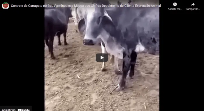 CONTROLE DE CARRAPATO BOVINO e VERMINOSES BOVINAS, com PARASITO PLUS; além de melhora na PRODUÇÃO DE LEITE com MAMITE PLUS