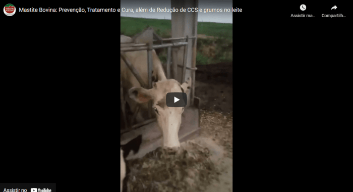 Controle de MAMITE, Redução de Células Somáticas no Leite (CCS) e  grumos no leite com Mamite Plus