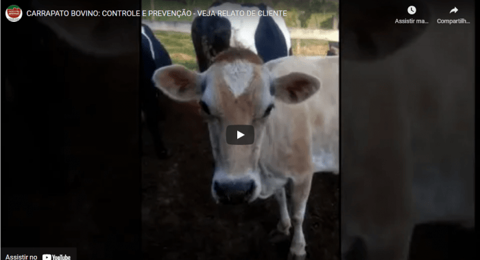 Dificuldade que sempre teve em Controlar Carrapato nas Vacas até usar Parasito Plus e obter solução