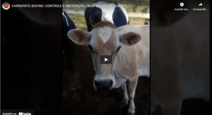 Dificuldade que sempre teve em Controlar Carrapato nas Vacas até usar Parasito Plus e obter solução