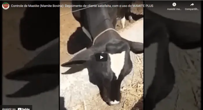 Controle de MASTITE em VACA com o uso de MAMITE PLUS