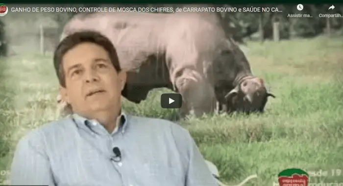 Aumento de GANHO DE PESO BOVINO, CONTROLE DE MOSCA-DOS-CHIFRES e CARRAPATO BOVINO no Rebanho, além de tratamento e Cura de PODRIDÃO de CASCO (PODODERMATITE BOVINA); com o uso dos produtos da Expressão Animal
