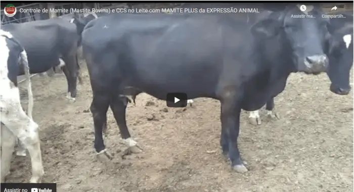 Controle e Tratamento de MASTITE (MAMITE) NA VACADA, com MAMITE PLUS