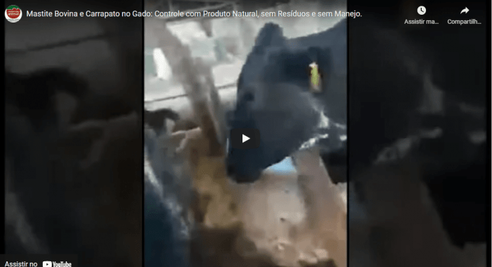 MASTITE (MAMITE BOVINA) e CONTROLE DE CARRAPATO NO GADO