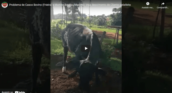 Solução em Problema de Casco Bovino (Frieira) e Mamite Bovina (Mastite)