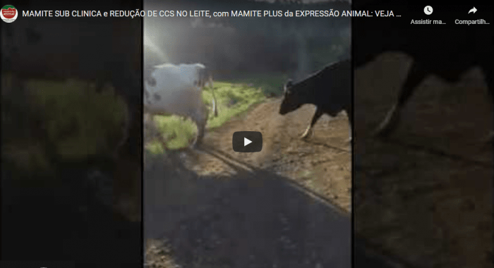 Controle de MAMITE SUB-CLINICA e REDUÇÃO DE CCS (CÉLULAS SOMÁTICAS NO LEITE)