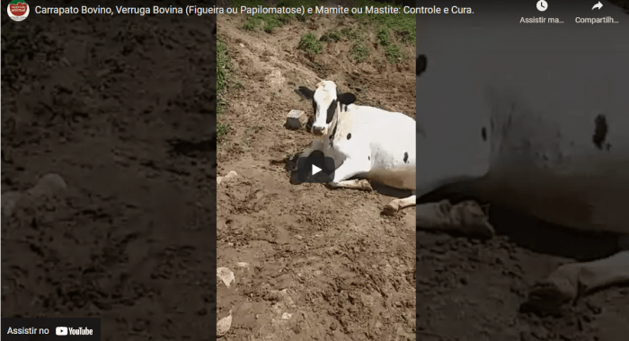 Cliente fala sobre CONTROLE DE CARRAPATO BOVINO, VERRUGA NO GADO (FIGUEIRA, PAPILOMATOSE BOVINA) e MAMITE (MASTITE BOVINA), com o uso dos produtos da Expressão Animal