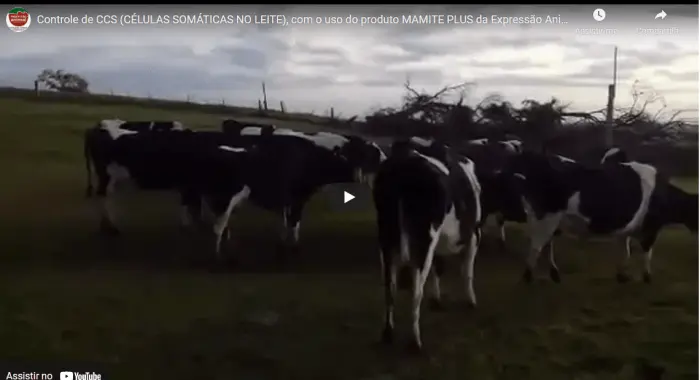 Controle de CCS NO LEITE (REDUÇÃO), “baixou CCS no leite”