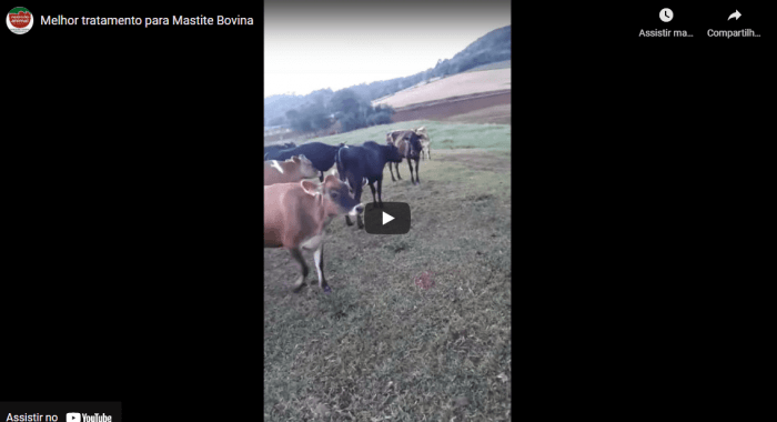 Cliente fala sobre Redução de CCS e redução do Uso de Antibiótico com uso de MAMITE PLUS