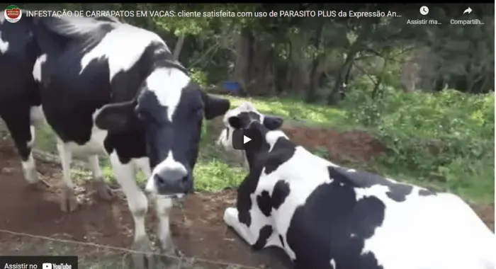 INFESTAÇÃO DE CARRAPATOS EM VACAS: cliente satisfeita com uso de PARASITO PLUS da Expressão Animal