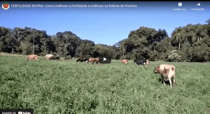 Melhora de Fertilidade Bovina, redução de infecção Uterina e melhora no Índice de Prenhes