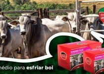 SODOMIA BOVINA pode ser evitada e prevenida com uso de Homeopatia.