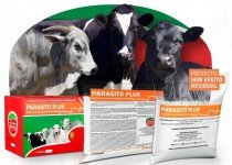 Banho Carrapaticida: Como conquistar Controle eficiente dos Carrapatos Bovinos em 5 passos.