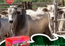 SODOMIA BOVINA, TREPAÇÃO, MONTA E A QUEDA NA PRODUÇÃO ANIMAL. SAIBA COMO RESOLVER.