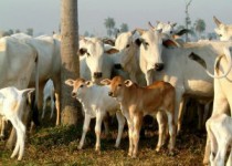 REPRODUÇÃO ANIMAL: aperfeiçoando a exploração pecuária, sem elevar custos