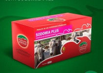 Castração Bovina: Castrar ou não Castrar o Gado; eis a questão.