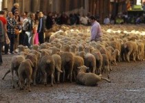 Ovelhas e destaque no mundo: curiosidades