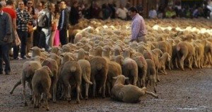 Ovelhas e destaque no mundo: curiosidades