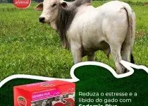 Sodomia Bovina, Trepa-Trepa, Trepação entre Bovinos: Acabe com tudo isto com Homeopatia.