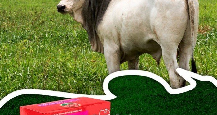 Sodomia Bovina, Trepa-Trepa, Trepação entre Bovinos: Acabe com tudo isto com Homeopatia.