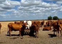 Produção Bovina a Pasto: como explorar melhor?