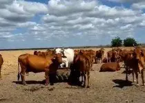 Produção Bovina a Pasto: como explorar melhor?