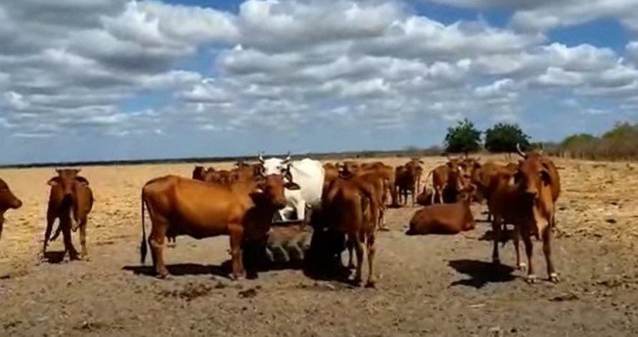 Produção Bovina a Pasto: como explorar melhor?