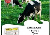 Prevenção, Controle e Tratamento de Mastite Bovina