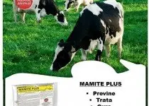 Prevenção, Controle e Tratamento de Mastite Bovina