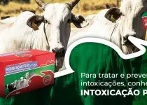 ERVA DE RATO: uma planta toxica conhecida na pecuária