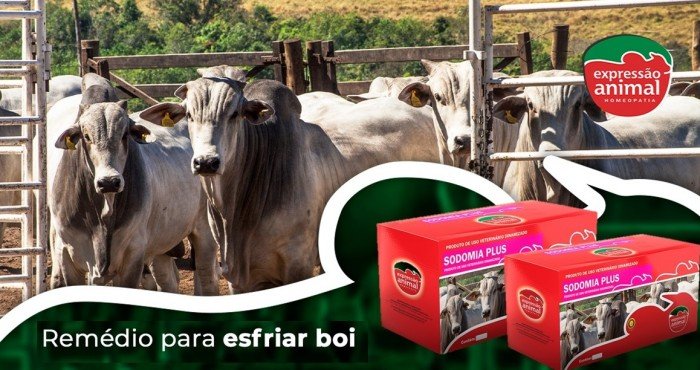 Fatores que Provocam a Sodomia Bovina