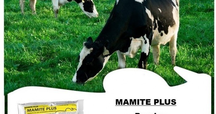 Tratamento Homeopático da Mastite do Gado Leiteiro