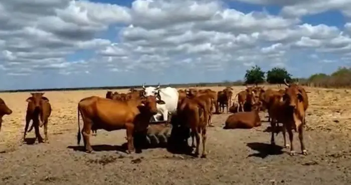 ENTRESSAFRA: Dicas a Criadores de Gado a Pasto.