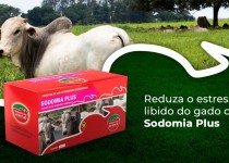 Sodomia em Bovinos: como acalmar os bois e acabar com a Sodomia?