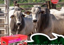 Castrar ou não Castrar o Gado? Eis a questão … Saiba qual opção é mais lucrativa e rentável economicamente.