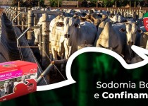 SODOMIA BOVINA: Perguntas e Respostas