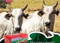 Conceitos Equivocados entre PLANTAS TÓXICAS e BOVINOS