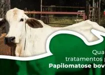 Papilomatose bovina, Verruga ou Figueira: uma doença que limita a produção.