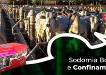 Conversão Alimentar em Bovinos Inteiros
